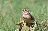 Rufous-naped Larkborder=